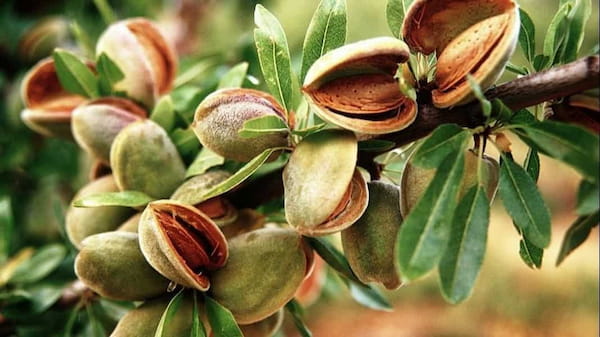 تصویر 1 از خرید بادام مامایی عمده + قیمت فروش استثنایی